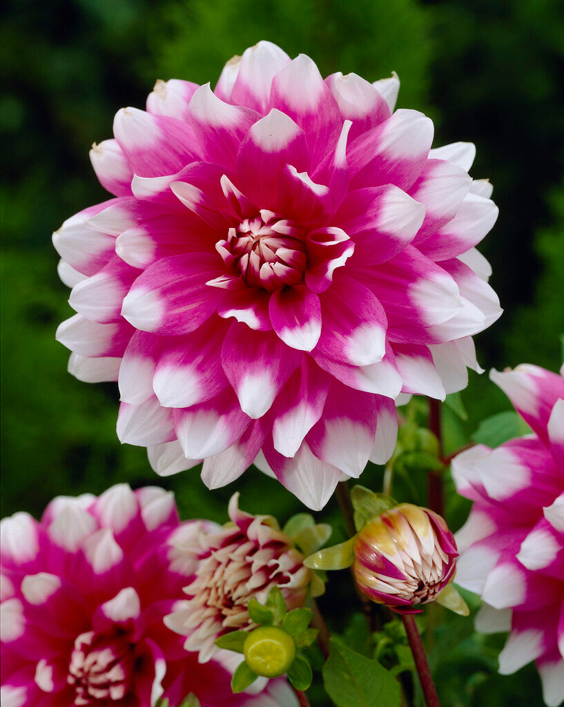 Dahlia Dekorativ Jean Marie 1-pack